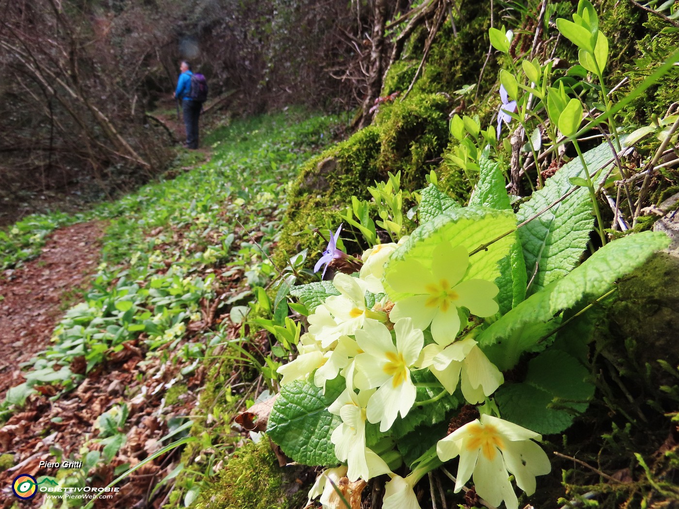 67 Primula vulgaris-Primule.JPG